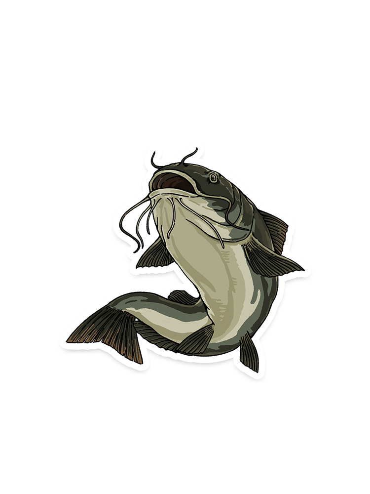 I Fish for Catfish Everything Else Is Bait Sticker