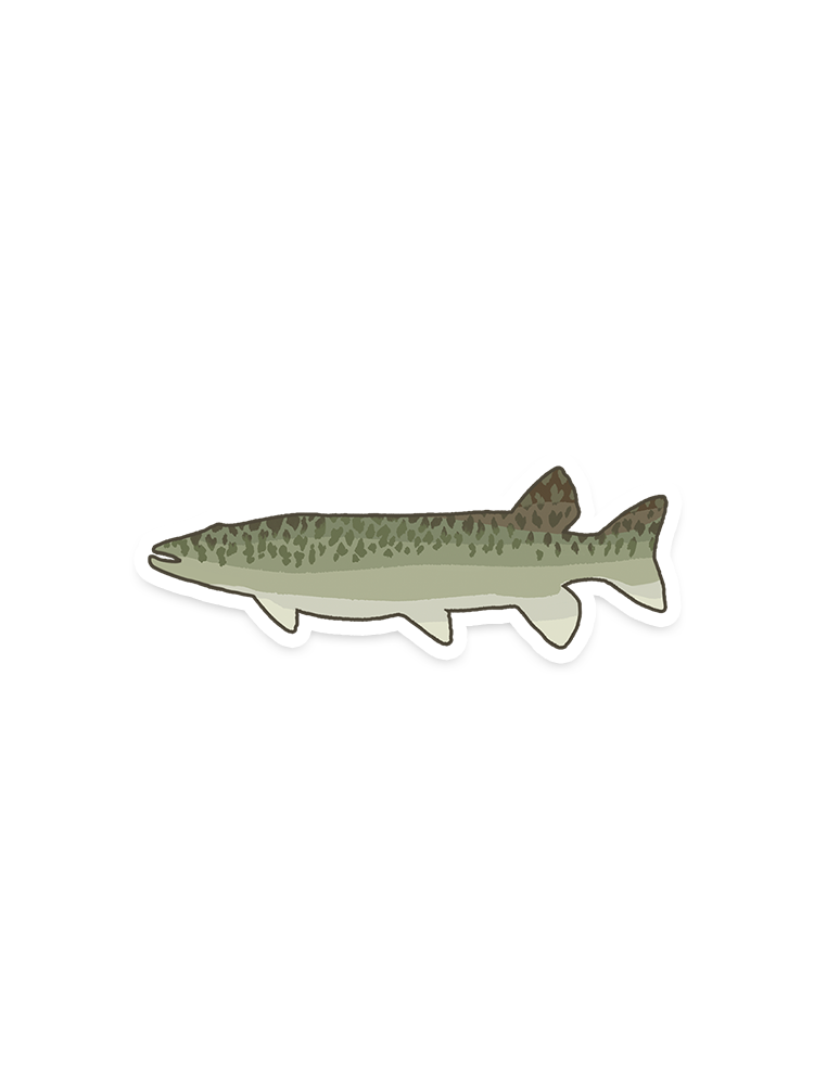 Big Fish Expert Sticker